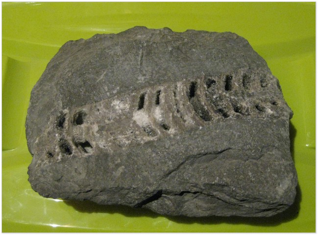 Фото 2. Фрагмент скам’янілої мушлі головоногого молюска роду Orthoceras із Голосківських верств