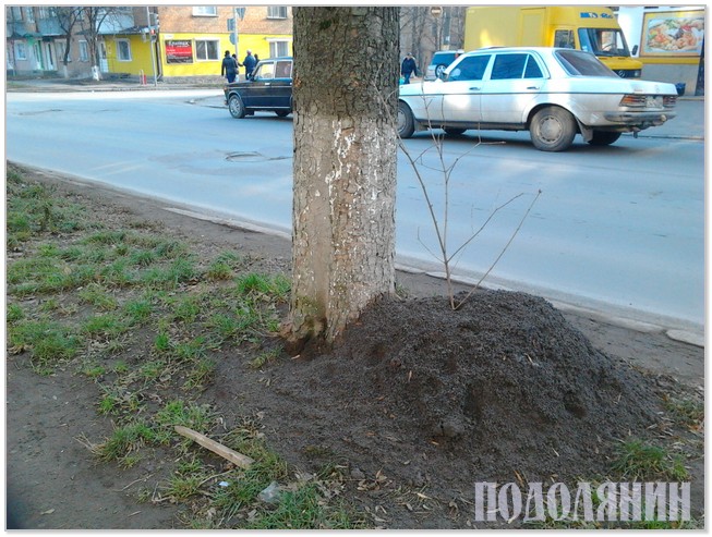 Дерево на Пушкінській в «солених обіймах»