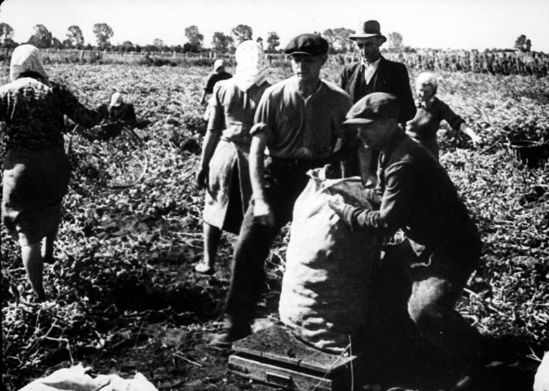 Українці на сільгоспроботах у Німеччині, 1943-1944