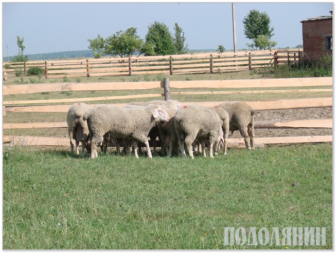 Племінні чабанівські вівці