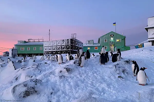 Станція «Академік Вернадський» та субантарктичні пінгвіни, острів Галіндез, Антарктика. Фото Оксани Савенко